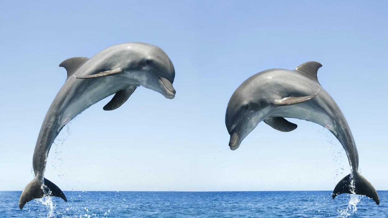 Dolphin Joins Humans Playing Catch in Mexico, Showcasing Real-Time Coordination